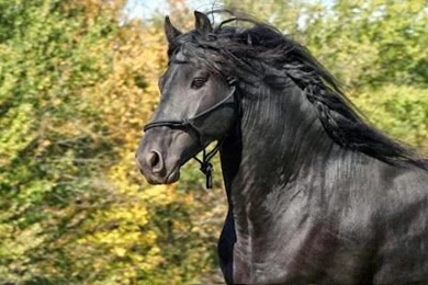 Secrets Of Happiness: WORLDS Extreme Beautiful FRIESIAN HORSE ...