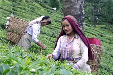 File:Darjeeling Tea Garden Worker.jpg   Wikimedia Commons