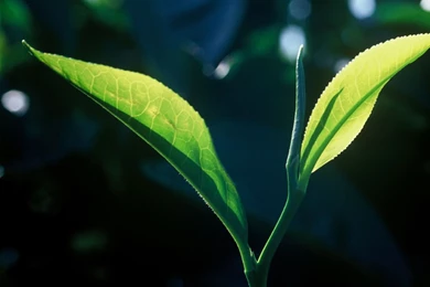 A World Of Tea: Mar Tea On Facebook