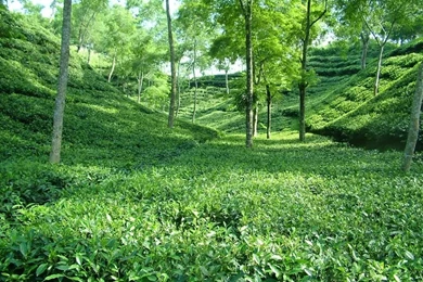 Srimangol tea garden – S.M.A.RAZZAK