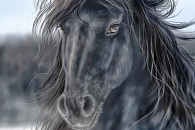 Secrets Of Happiness: WORLDS Extreme Beautiful FRIESIAN HORSE ...