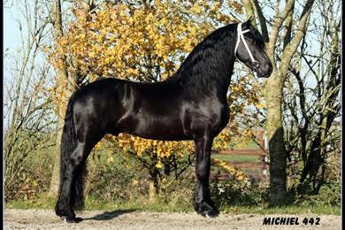 Horses: Michiel Friesian Horses Drafthorse Holland Friesland Black ...