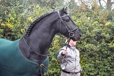 Friesian Horse (