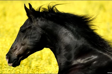 Friesian_horse_wallpaper_1.jpg
