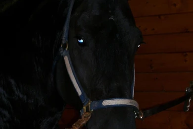 HD Animals Wallpapers: Friesian Black Horse Wallpapers