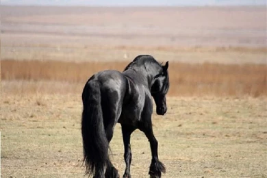 Horses: Erwin Greeting Day Frisky Dog Stallion Beautiful Friesian ...