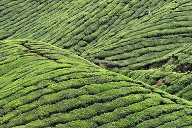 Tea Garden Wallpapers   53366