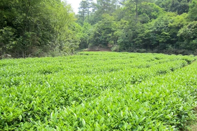 Imperial Rou Gui Rock Wulong Tea 2015