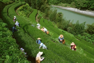 Assam Tea Garden Wallpapers   204635