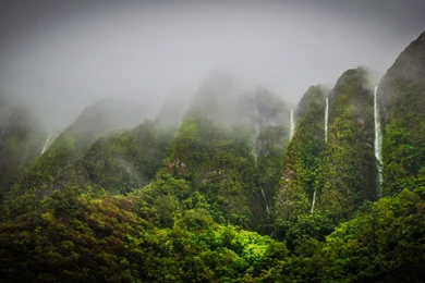 Jungle Wallpapers Downloads 5334   Amazing Wallpaperz