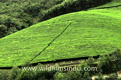 Tea Garden In Munnar   YouTube