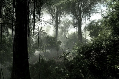 Jungle Android HD Wallpapers 5358   Amazing Wallpaperz