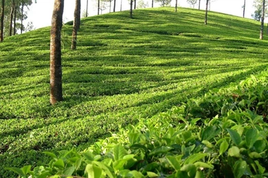 Tea Garden, Sylhet