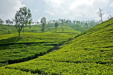 Tea Garden, Ooty