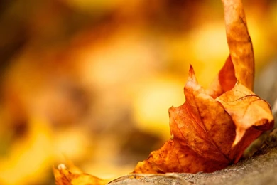 1600x900 Autumn Maple Leave Wallpapers