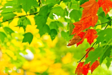 Leaf Autumn, Leaves, Green, Alone, 1920x1200 HD Wallpapers And FREE ...