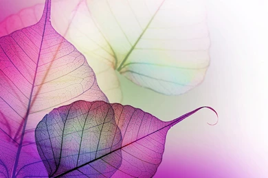 2880x1800 Transparent Mauve Leave Veins Wallpapers