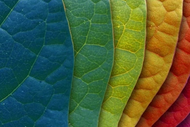 Colorful Leaves iPad Wallpapers Download