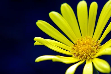 Yellow In Blue Wallpapers By Petteram On DeviantArt