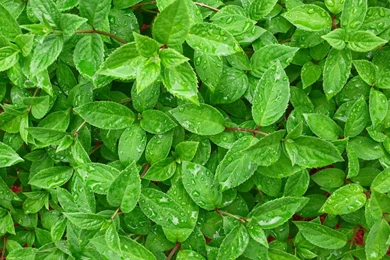 Tea Leaves HD Wallpaper, Tea Leaves Images, New Wallpapers