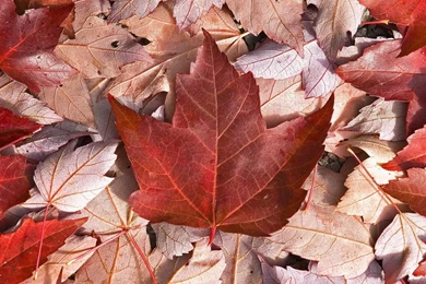 1366x768 Red Maple Leave Wallpapers