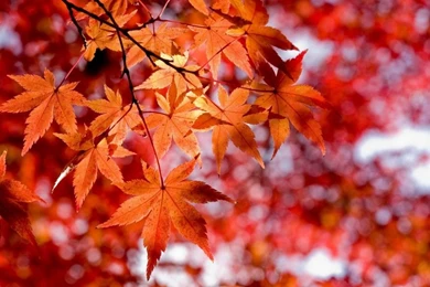 Red And Orange Maple Leaves Widescreen Wallpapers