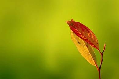 Caterpillar Macro Wallpapers   ImgMob