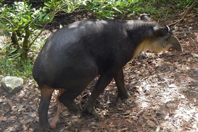 File:Tapir Male Walks Away Dragging Penis.jpg   Wikimedia Commons