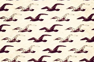 Hollister Wallpapers
