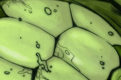 Hulk iPhone 5 Wallpapers