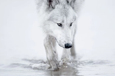 Wolf Wallpapers