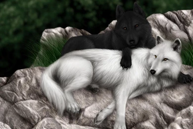 Black And White Wolf Wallpapers   717416