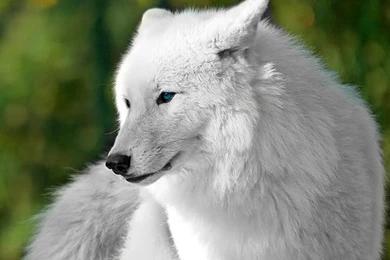 Wallpapers White Wolf Pack 718x616