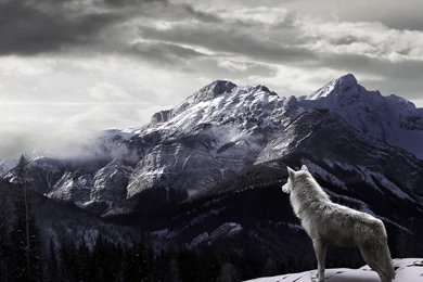 HD Wolf Wallpapers   Page 2