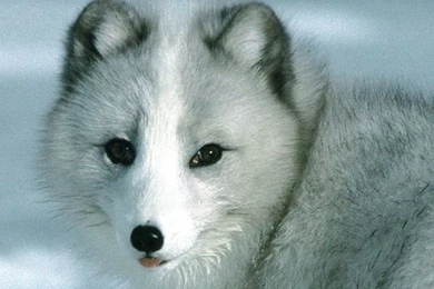 Christmas Wallpaper, Free Wallpapers Downloads: White Wolf Latest ...