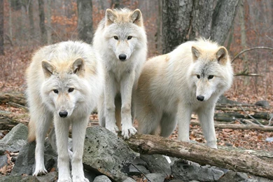 White wolf
