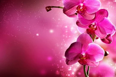 Pink Nature Wallpapers   Widescreen HD Wallpapers