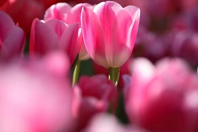 Beautiful Flowers Wallpapers 2   Crazy Frankenstein