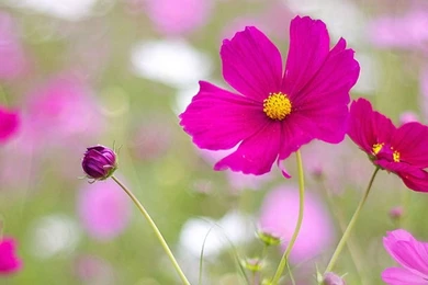 Wallpaper for android phones Flowers 1080x1920 Beautiful flowers in full bloom.jpg