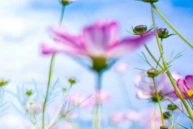 40 Best Phone Wallpapers Collection