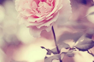 Phone Wallpapers On Pinterest