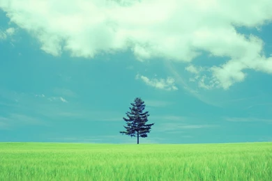 Beautiful Field Of Green Tablet Phone Wallpaper Backgrounds   Album ...