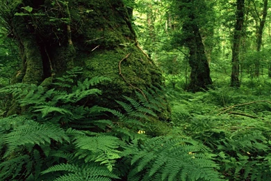 Lough Key Forest Park Ireland Green Forest Rain Forest Like Free ...