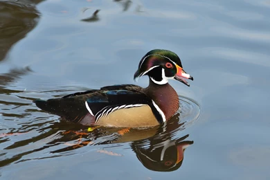 WOOD DUCK Bird Ducks (8) Wallpapers