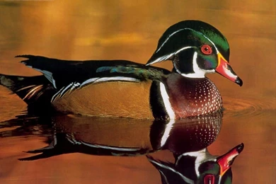 Animals: Wildlife Wood Duck, Desktop Wallpapers Nr. 10413