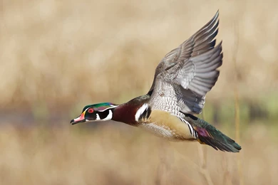 WOOD DUCK Bird Ducks (2) Wallpapers