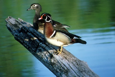 Wood Ducks Beautiful Birds Wallpapers