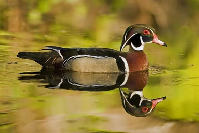 Wood Ducks Drake Wood Duck Wallpapers