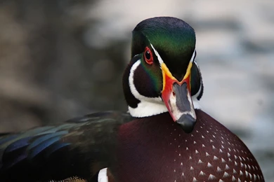 Wood Duck Desktop Wallpapers 19535