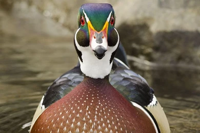 Wood Duck 5 By Les Piccolo On DeviantArt